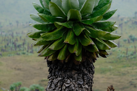 Aberdare National Park: Mount Satima Overnight Hike