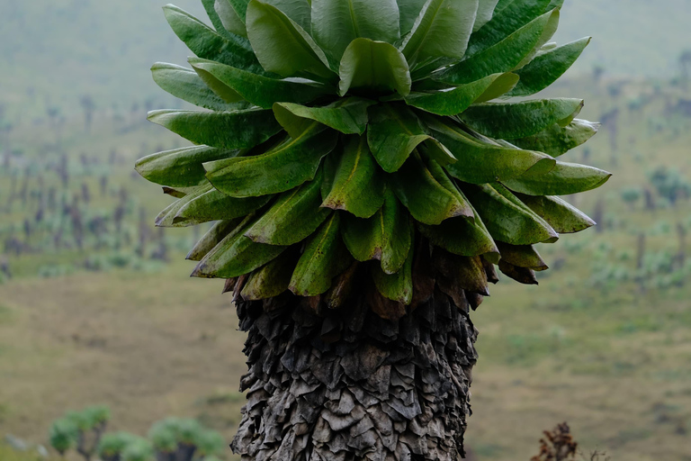 Aberdare National Park: Mount Satima Overnight Hike