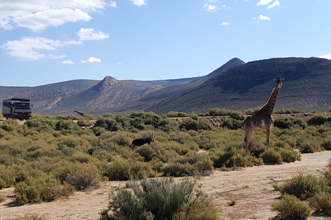 Cape Town Aquilla big sunset safari With transport & food aquila sunset bestseller