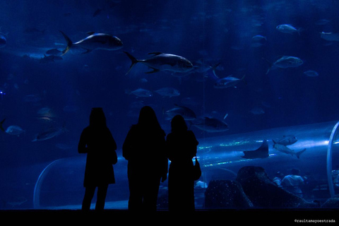 Río de Janeiro: ticket de entrada a AquaRio