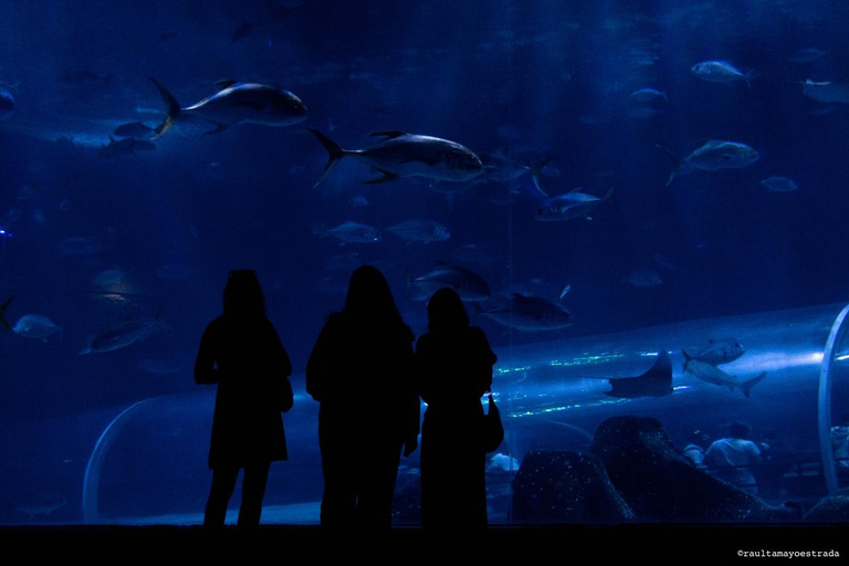 Río de Janeiro: ticket de entrada a AquaRio