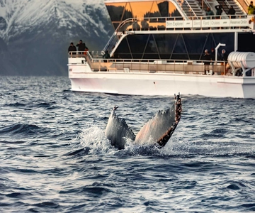 Tromsø: Whale Watching Tour by Hybrid-Electric Catamaran