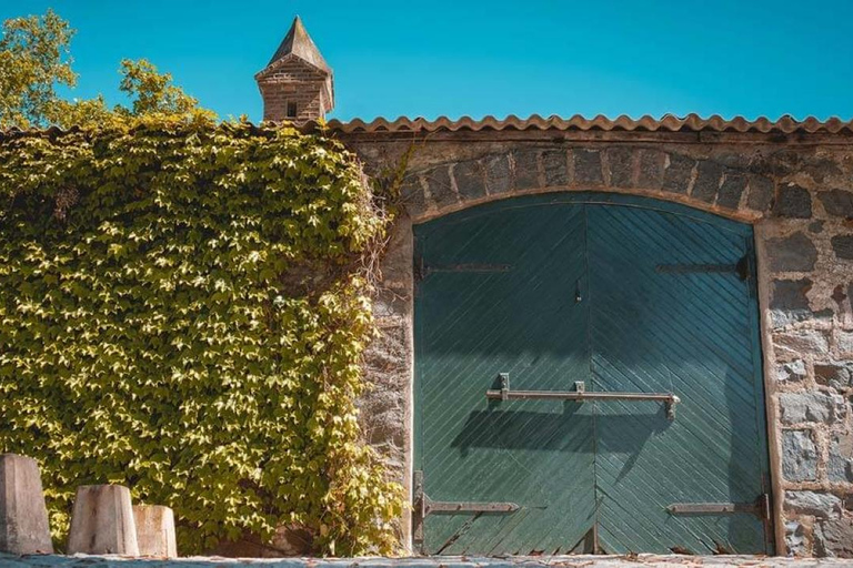 Visite du vignoble Cerros de San Juan avec transport et déjeuner