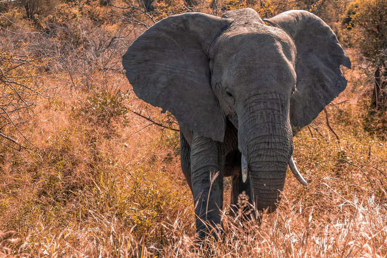 Chobe: Safari Game Drive