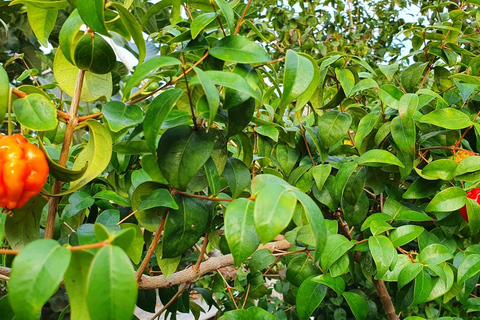 Madeira: Banana Plantation Guided Tour with Tasting