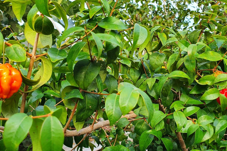 Madeira: Banana Plantation Guided Tour with Tasting