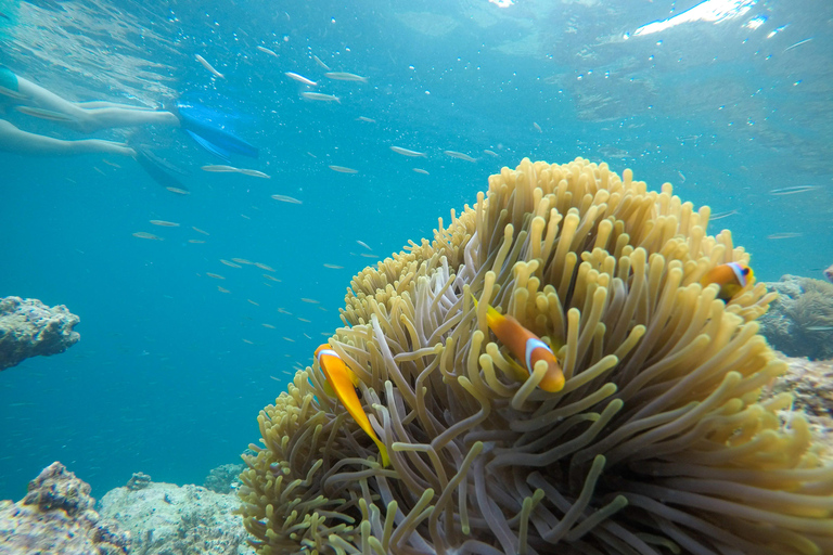 Snorkelling in Mnemba with Lunch