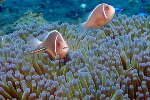 Bali Est : Snorkeling nella Laguna Blu - Tutto inclusoSnorkeling solo con punto d&#039;incontro e pasti