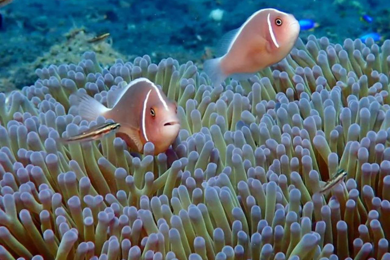 Bali Este : Buceo en la Laguna Azul - Todo incluidoSólo snorkel con punto de encuentro y comidas