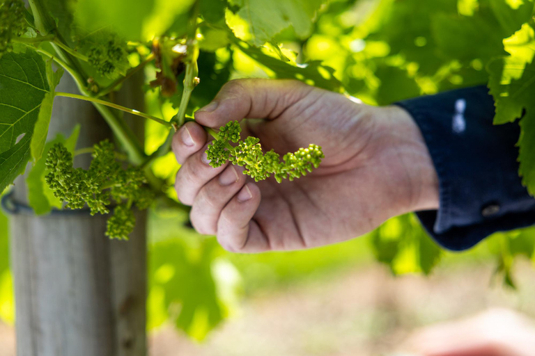 Gold Coast: LUX Winery Tour with Gourmet Lunch + DistilleryGold Coast: Winery Tour with Tastings and 2-Course Lunch