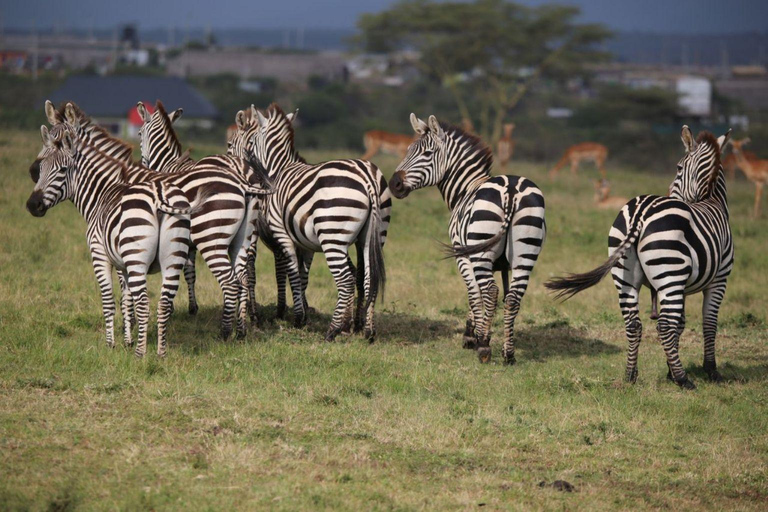 3 dagars Masai Mara Group Budget safari i 4x4 Jeep Daily Tour