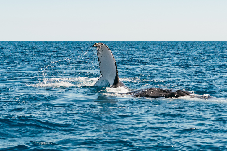 Hervey Bay: Exclusive Whale Watch Encounter Hervey Bay: Exclusive Whale Watch Encounter