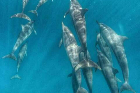 Rencontre avec des dauphins sauvages et plongée en apnée - Ile Maurice.