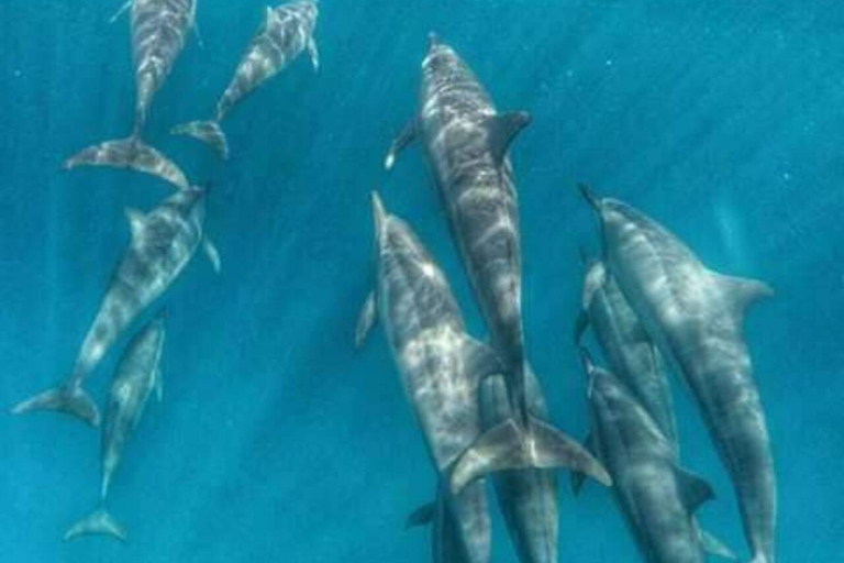 Rencontre avec des dauphins sauvages et plongée en apnée - Ile Maurice.