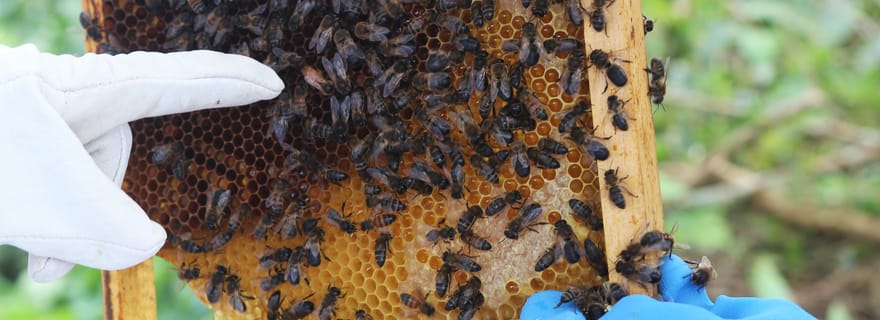 Apiculture et dégustation de miel aux Açores