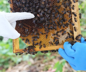Azores Beekeeping Tour and Honey Taste