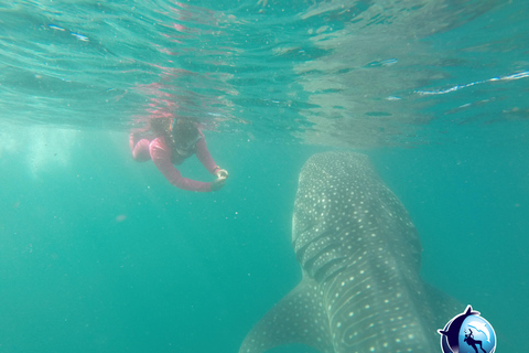 Whale Shark Experience