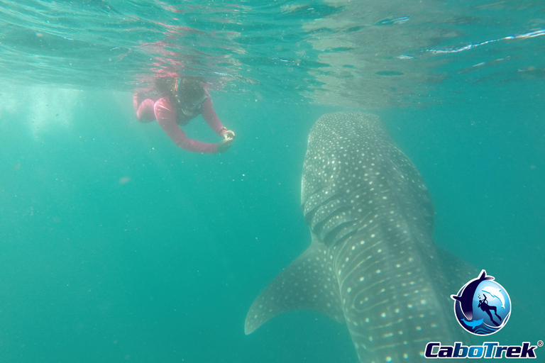Whale Shark Experience