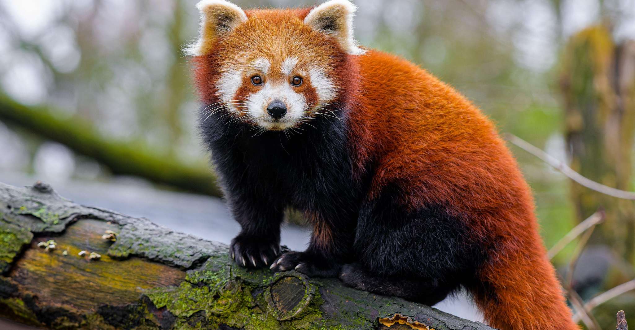 Shanghai: Shanghai Zoo Entry Ticket with Pandas photo 3