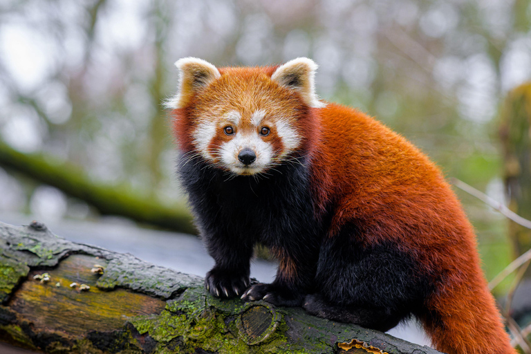 Shanghai: Shanghai Zoo Entry Ticket (Guide Optional) Shanghai Zoo Entry Ticket