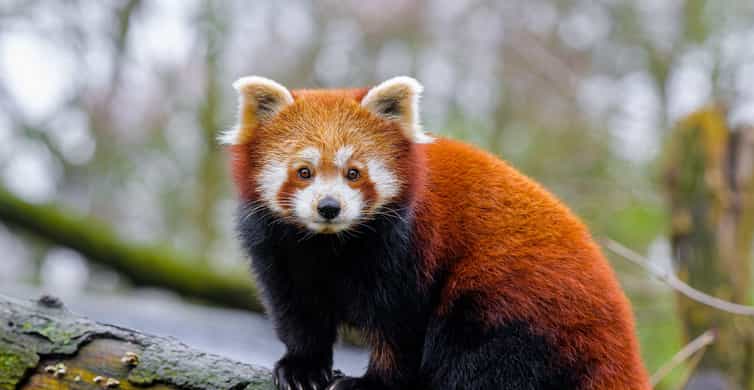 Shanghai: Shanghai Zoo Entry Ticket with Pandas photo 3