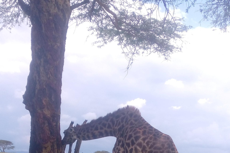 Excursión a Crescent Island