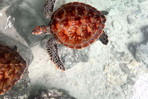 Zanzibar: Mnemba Snorkeling & Sea Turtle Swim Private Tour without hotel transfer