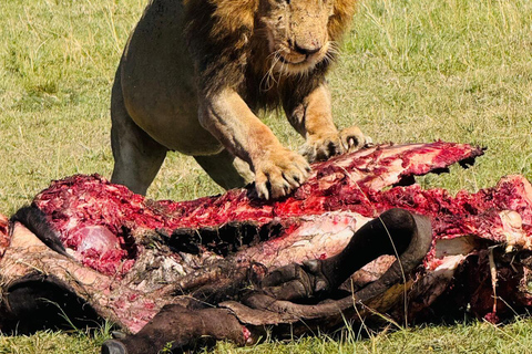 Nairobi National Park 5-Hour Jeep Safari Nairobi National Park Half-Day Private Jeep Safari