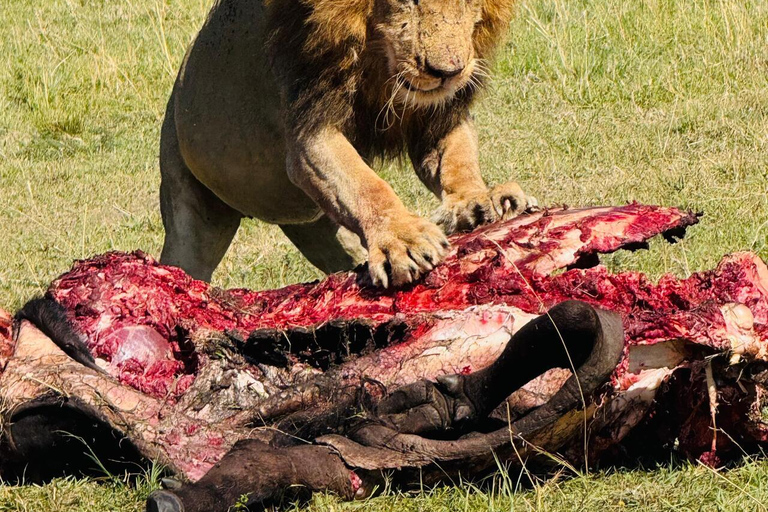 Nairobi National Park 5-Hour Jeep Safari Nairobi National Park Half-Day Private Jeep Safari