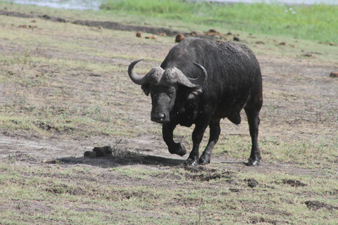 Victoria Falls: Safari game drive tour 3 hours