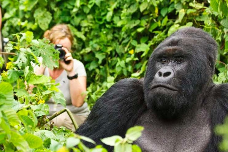 1 dzień śledzenia goryli w Parku Narodowym Wulkanów w Rwandzie