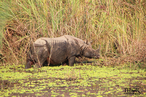 Chitwan Jungle Safari 2 Nuits 3 Jours