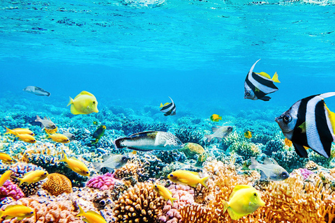 St. Lucia: Anse Cochon Marine Reserve Snorkeling Tour