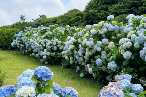 Jeju: Shaun Sheep Farm, Camellia Hill & Aewol Coast Tour