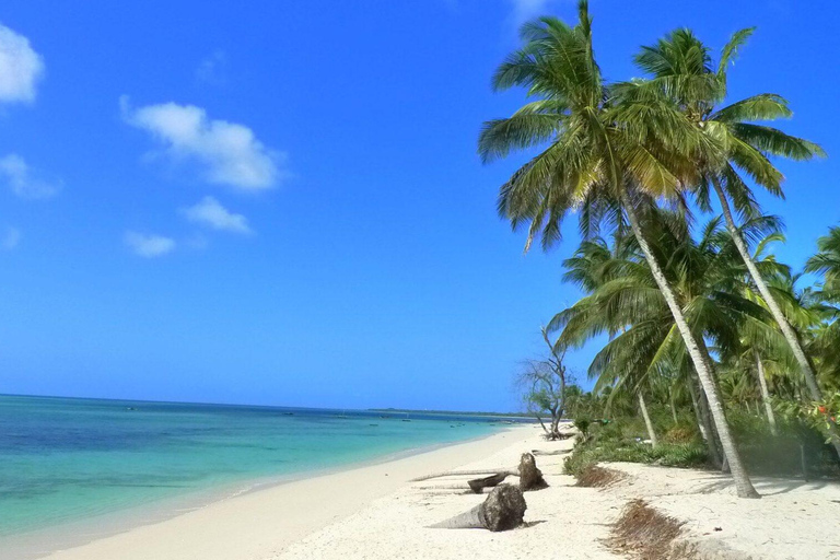Swim with Whale Sharks in Mafia Island Flight from Zanzibar Mafia Whale Shark Adventure – Day Trip (No Flights Included)