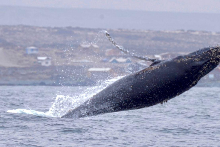 Whales & Humboldt Penguins: Chañaral or Damas island hiking