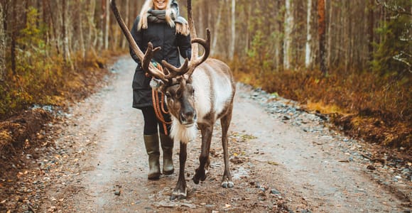 Rovaniemi: Walk with Reindeer