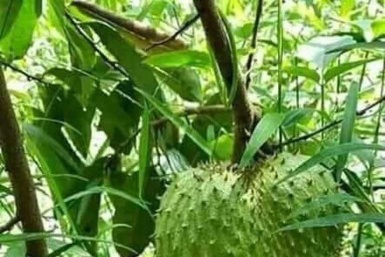 ZANZIBAR: Spice Farm Tour + Lunch & Prison Island Boat Trip