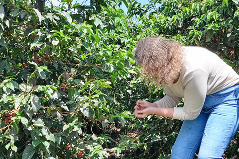 TOUR GIORNALIERO DELLA FATTORIA DEL CAFFÈ FAIRVIEW