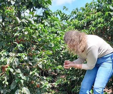 FAIRVIEW COFFEE FARM DAY TOUR