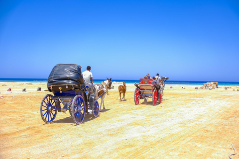 Marsa Alam: Stargazing on the Beach with 4-Ride Safari