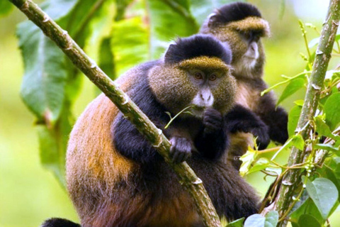 3 Day Rwanda Gorilla and Golden Monkey Trekking Tour