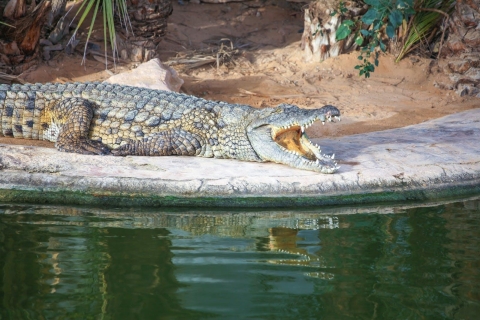 Halbtagestour auf der Insel Djerba mit KrokodilbegegnungBesuch der Insel Djerba mit der Krokodilfarm