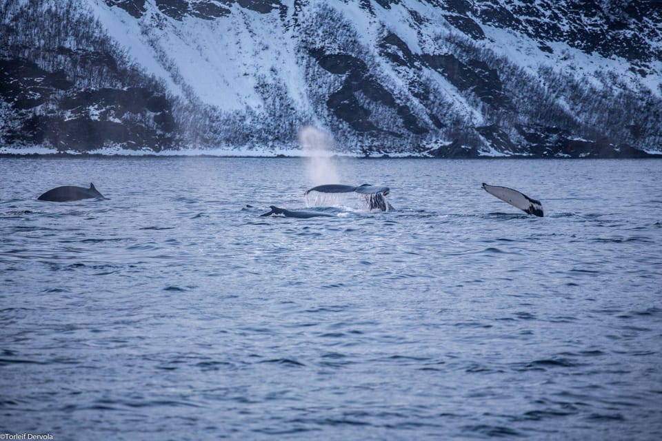 Skjervøy: Whale Watching Tour | GetYourGuide