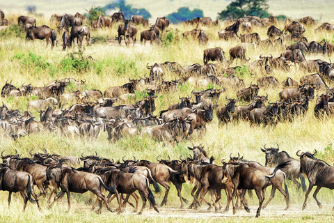 6-dniowe safari fotograficzne Masai Mara w jeepie 4x4