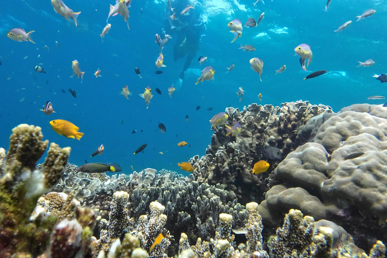 Moalboal: Pescador Island &amp; Mantayupan Falls äventyr!