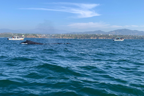 Puerto Escondido: Bootstour zu Delfinen und MeerestierenPrivate Tour