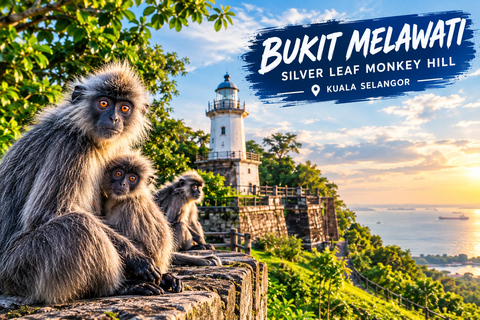 From Kuala Lumpur: Kuala Selangor Firefly Cruise & Dinner
