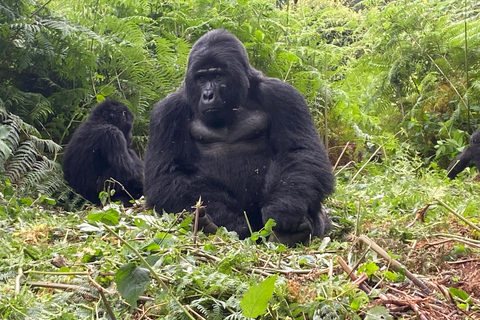 The Gorilla Trekking Tour and the Nile Trail Uganda