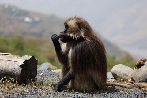 From Addis: Blue Nile Gorge, Baboons & Waterfalls